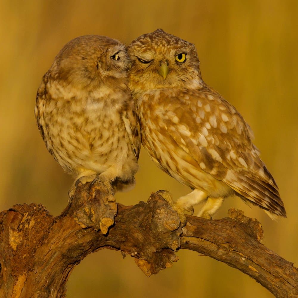 Sweet Little Owls by David Manusevich — canvas wall art