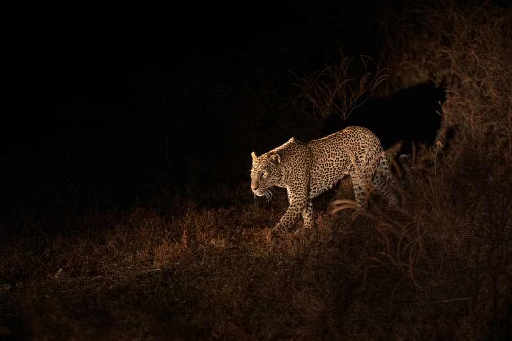 Golden Night Leopard by Richard Liu — canvas wall art