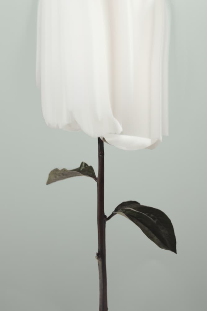 Ethereal White Flower by Pictufy Studio III — canvas wall art