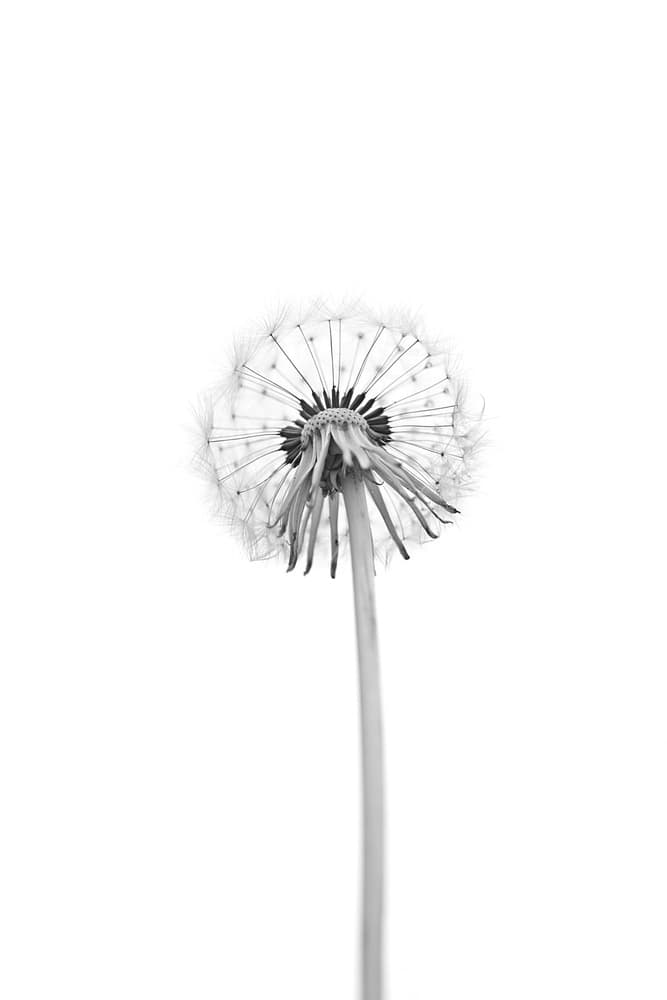 Ethereal Dandelion Seed by Lotte Grønkjær — canvas wall art