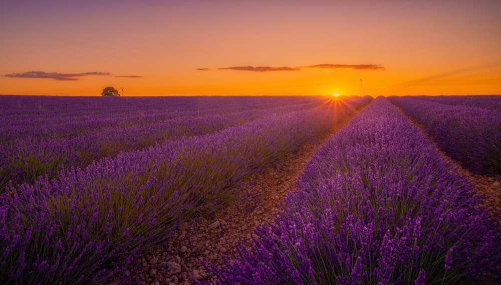 Vibrant Lavender Sunset by Carlos Hernandez Martinez — canvas wall art