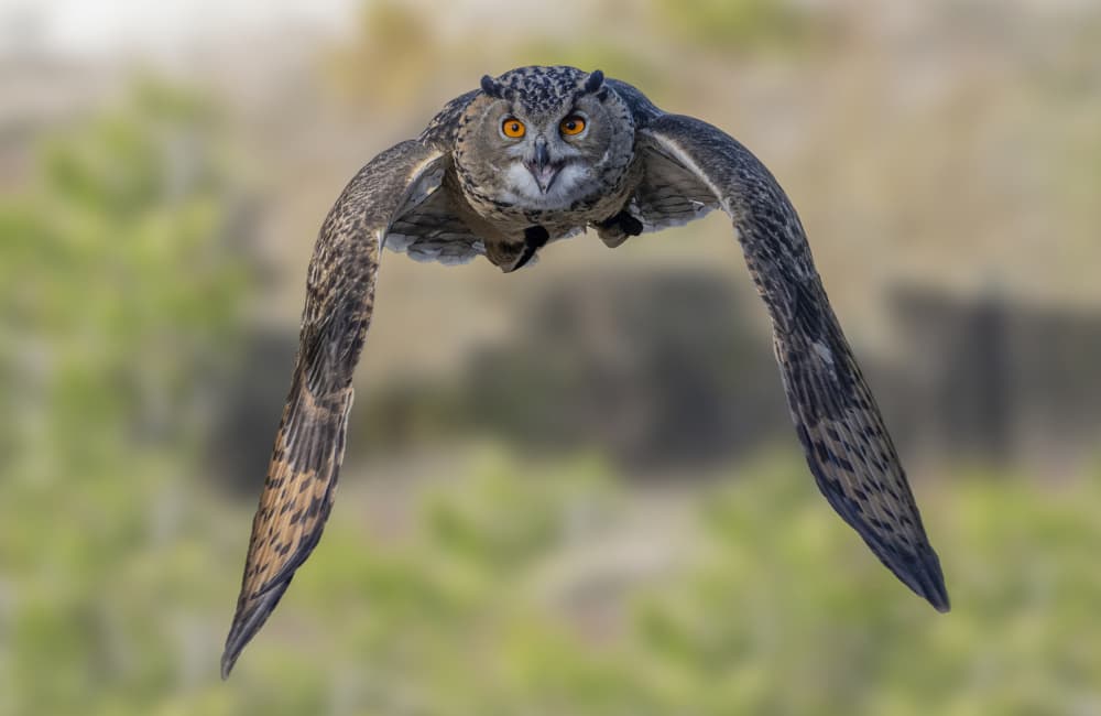 Powerful Owl In Flight by Marketa Zvelebil PhD LRPS CrGP. — canvas wall art