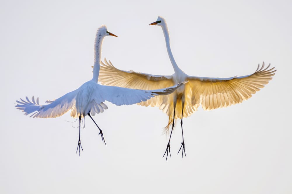 Graceful Egrets In Flight by Dawei Liu 金山大卫 — canvas wall art