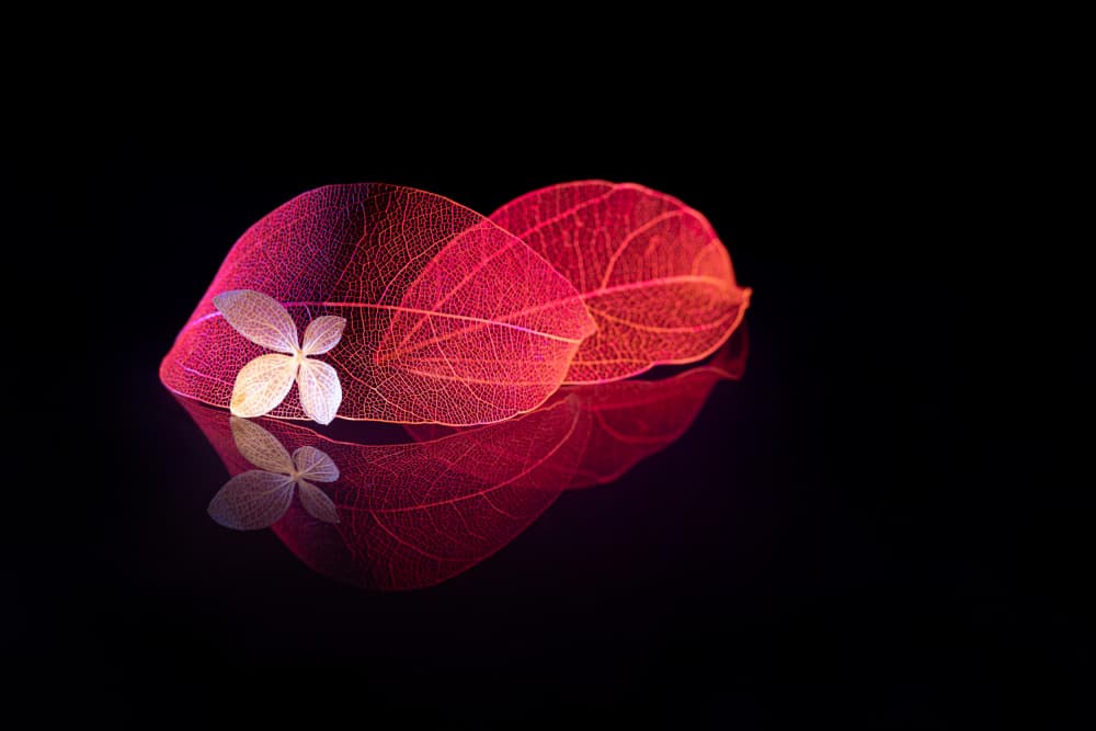 Glowing Skeleton Leaves by Igor Kopcev — canvas wall art
