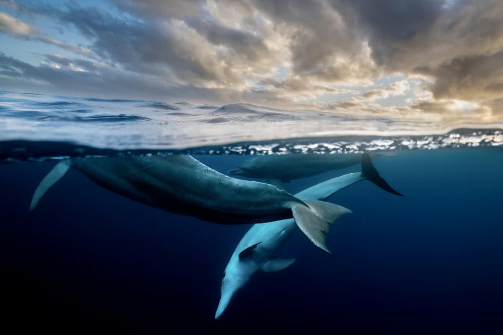 Majestic Ocean Whales by Serge Melesan — canvas wall art