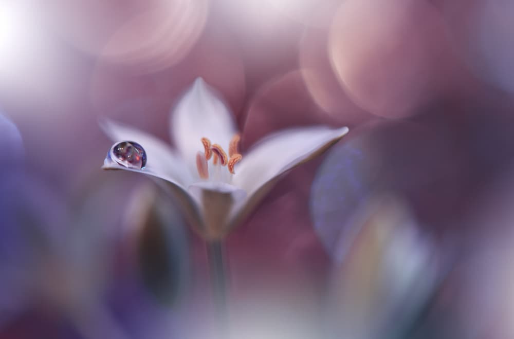 Delicate Dewdrop Flower by Juliana Nan — canvas wall art