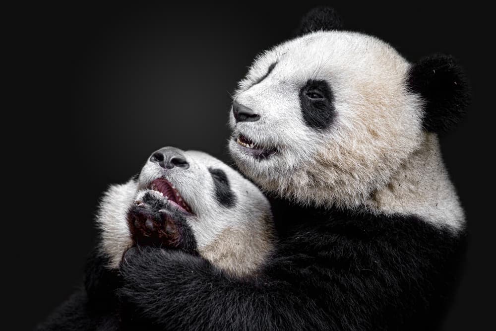 Playful Panda Hug by Alessandro Catta — canvas wall art