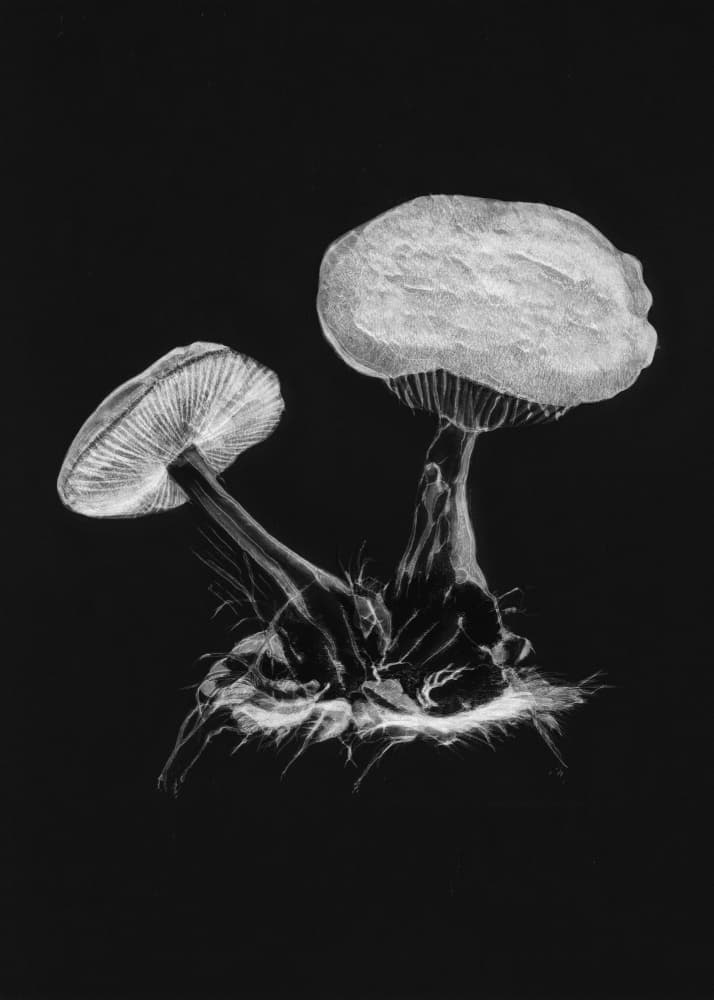 Vintage Violet Webcap Mushroom Dark BW by Biodiversity Heritage Library — canvas wall art