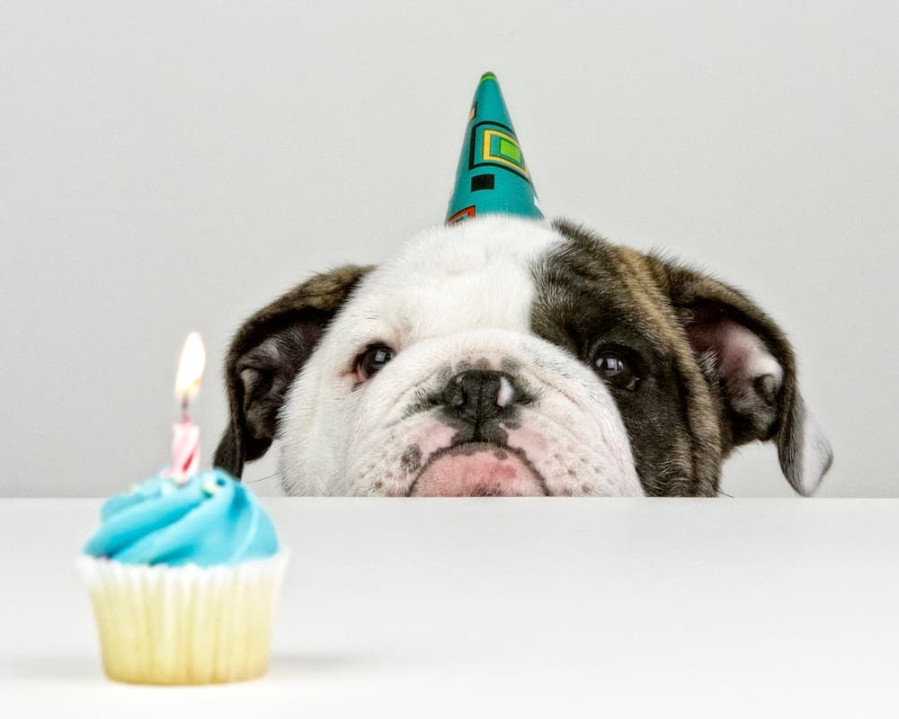Birthday Bulldog Puppy by Mike Melnotte — canvas wall art