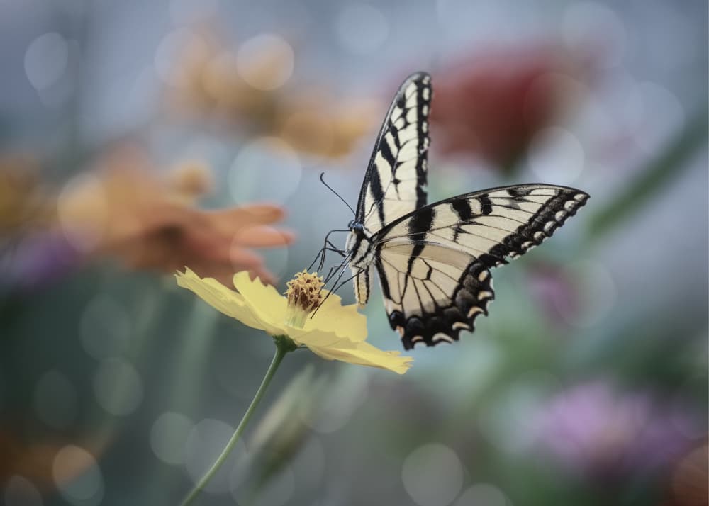 Yellow Butterfly Blossom by Li Chen — canvas wall art