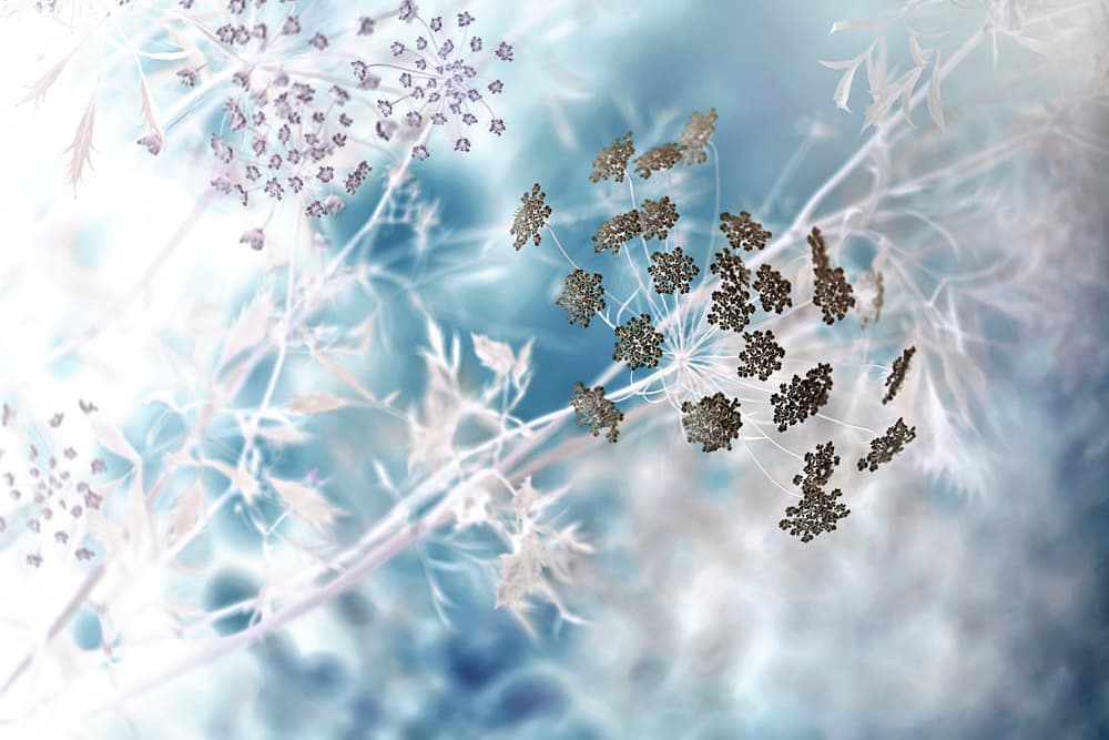 Ethereal Blue Botanicals by Jacky Parker — canvas wall art