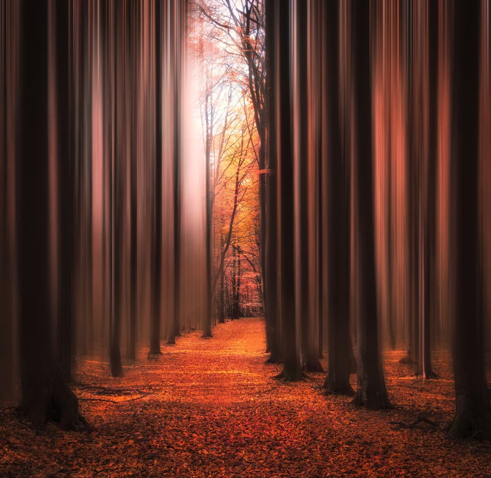 Autumn Light Path by Christian Lindsten — canvas wall art