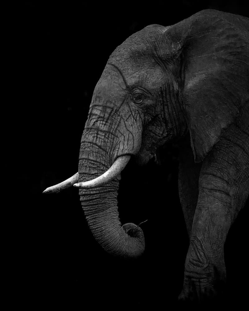 Majestic Elephant Profile by Ahmed Sobhi — canvas wall art