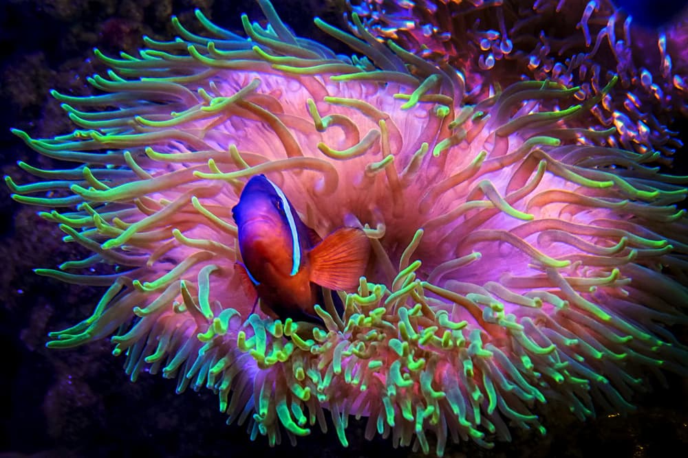 Clownfish In Anemone by Antonyus Bunjamin (Abe) — canvas wall art