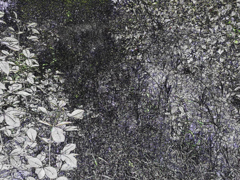 Deep Forest Light by Santhosh ch — canvas wall art