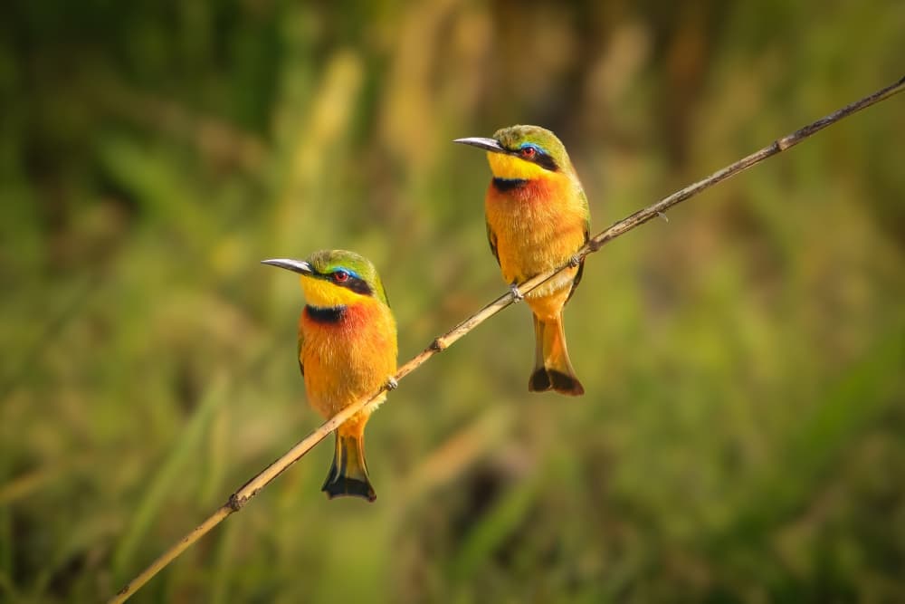 Two Colorful Bee-eaters by Jeffrey C. Sink — canvas wall art