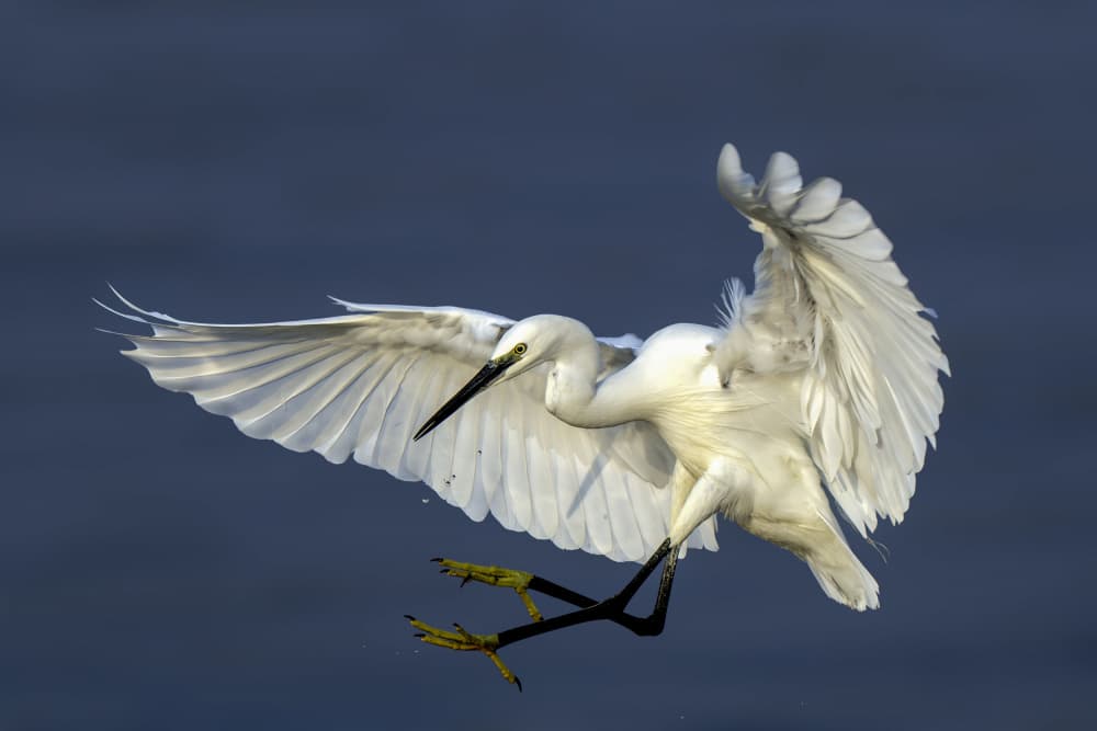 Graceful Egret Landing by Mallal Moshe — canvas wall art