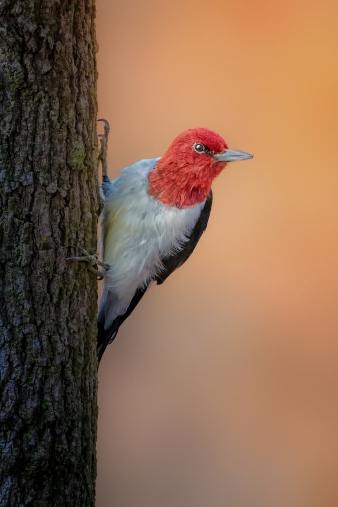 Vibrant Red Woodpecker by Jacob (Jian) Xu — canvas wall art