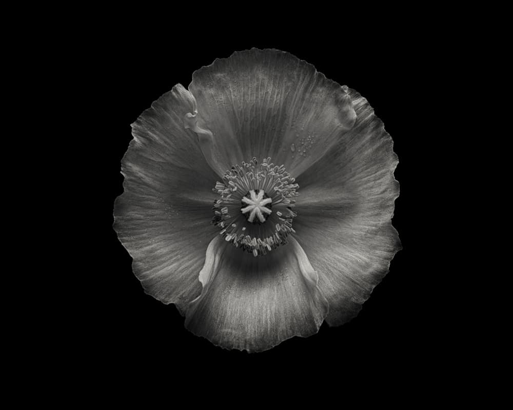 Black and White Poppy by Lotte Grønkjær — canvas wall art