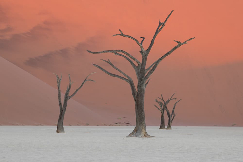 Ancient Desert Trees by Roberto Marchegiani — canvas wall art