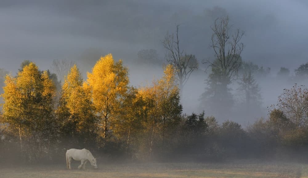 Misty Autumn Horse by Muriel Vekemans — canvas wall art