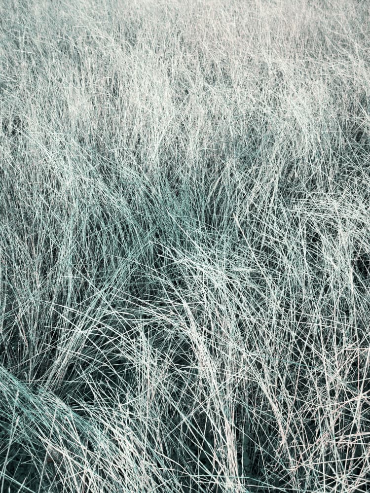 Flowing Silver Grass by Angelo Cerantola — canvas wall art