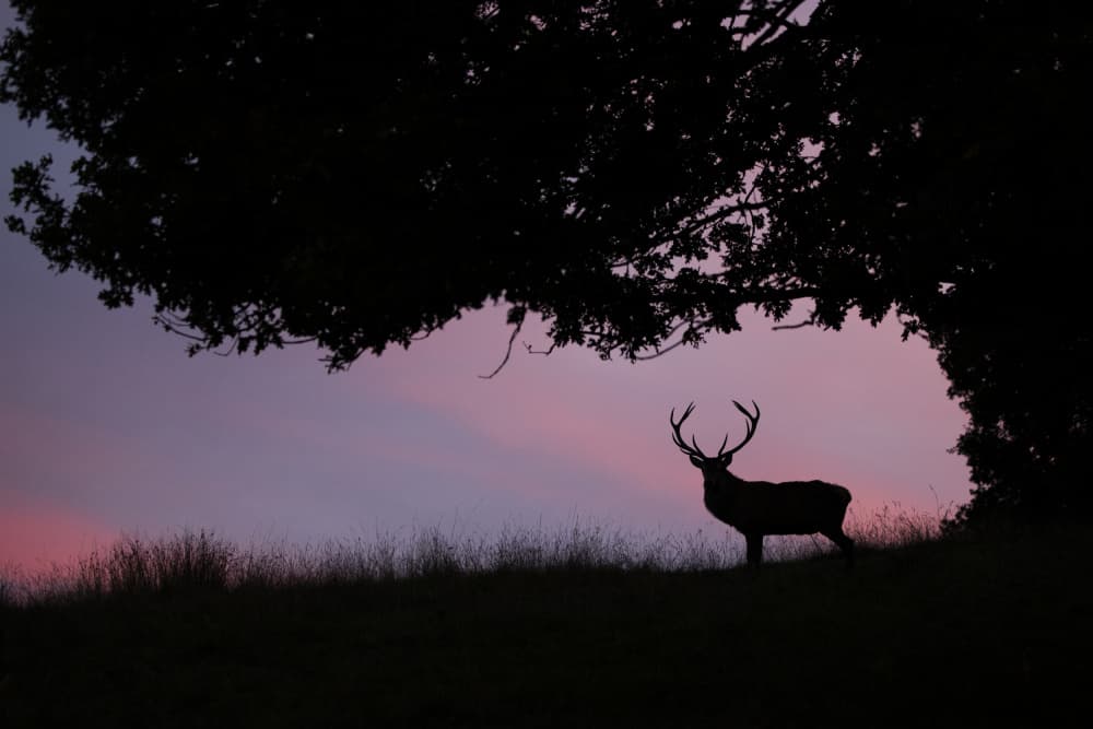 Majestic Stag Silhouette by Gheorghita Nemtanu — canvas wall art