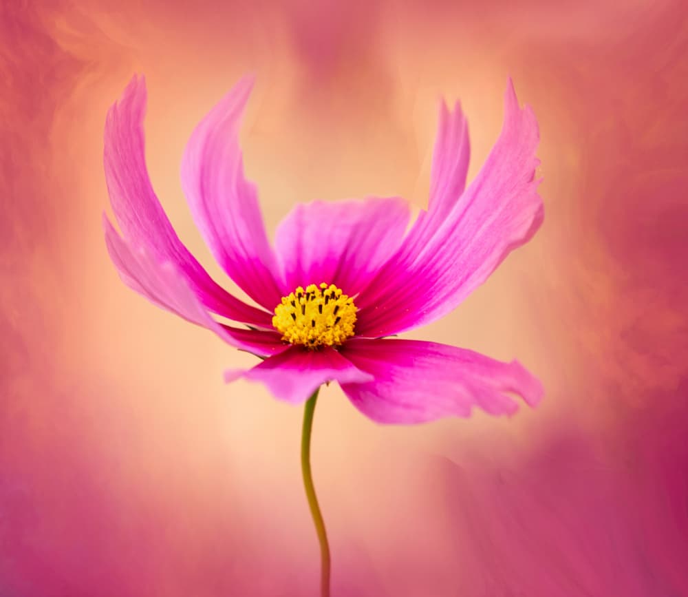 Vibrant Pink Cosmos Bloom by Cheryl Eagers — canvas wall art