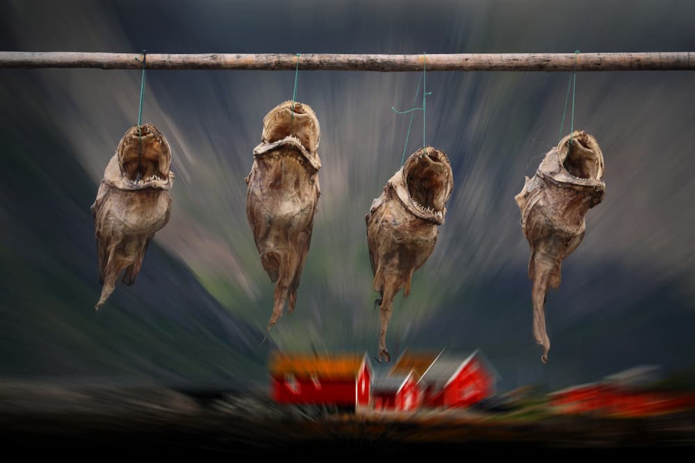 Traditional Dried Fish Heads by Hans-Wolfgang Hawerkamp — canvas wall art