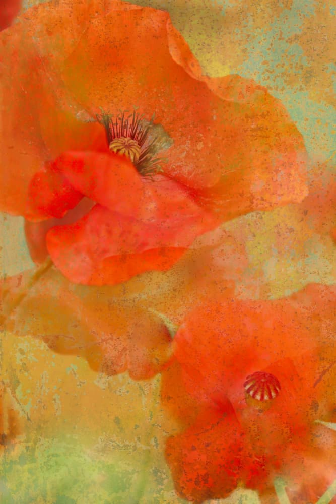 Vibrant Orange Poppies by Monique van Velzen — canvas wall art