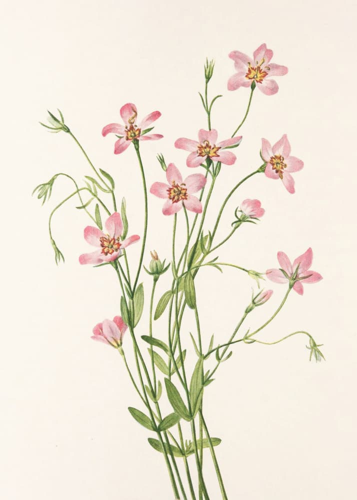 Saltmarsh Rose Gentian From North American Wildflowers (1925) By Mary Vaux Walcott. by Mary Vaux Walcott — canvas wall art