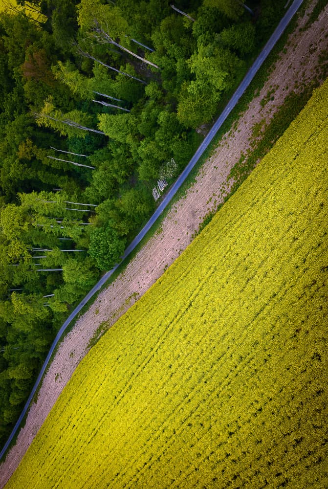 Vibrant Field Forest Road by Anna Kirchner — canvas wall art