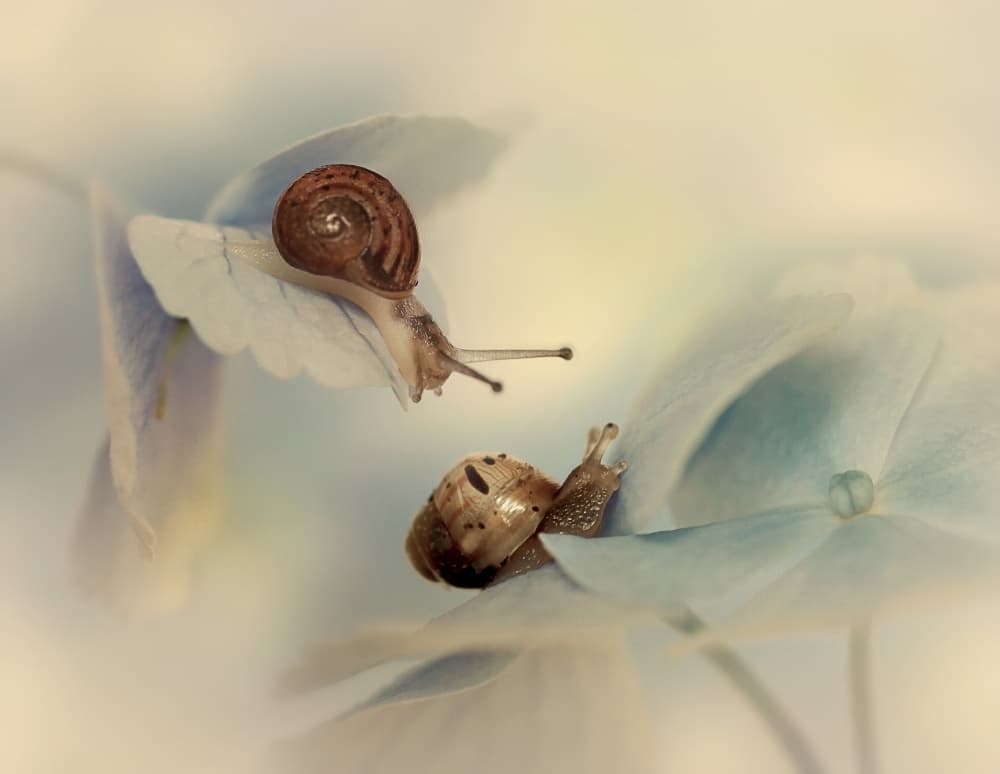 Two Snails Blue Petals by Ellen van Deelen — canvas wall art