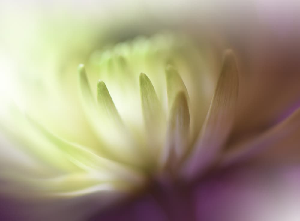 Soft Floral Bloom by Juliana Nan — canvas wall art