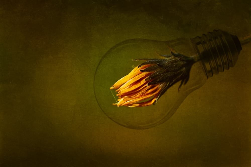 Idea Bloom by Dusan Macko — canvas wall art
