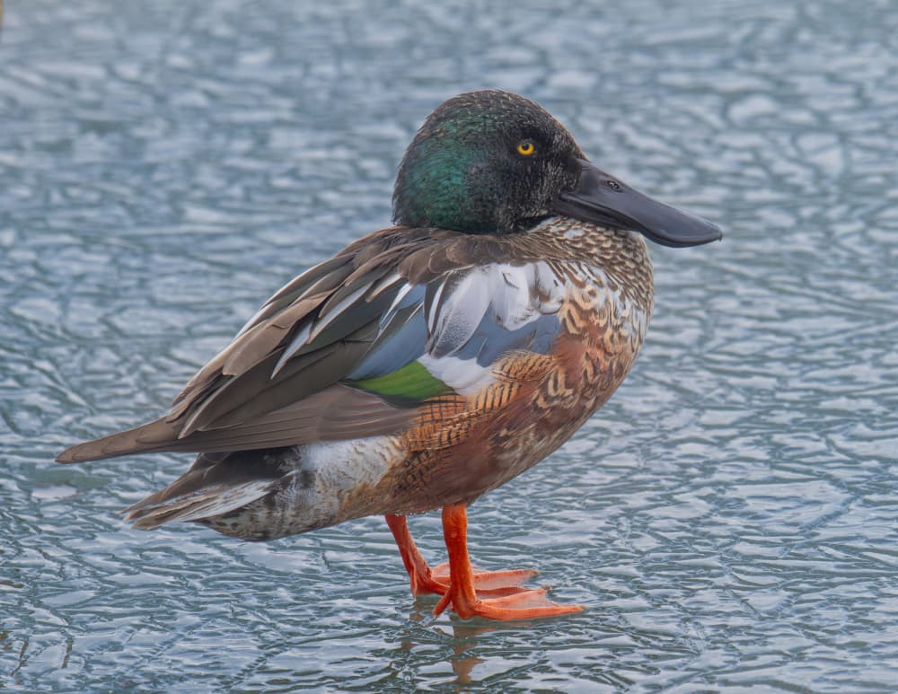 Northern Shoveler on Ice by Michael Castellano — canvas wall art