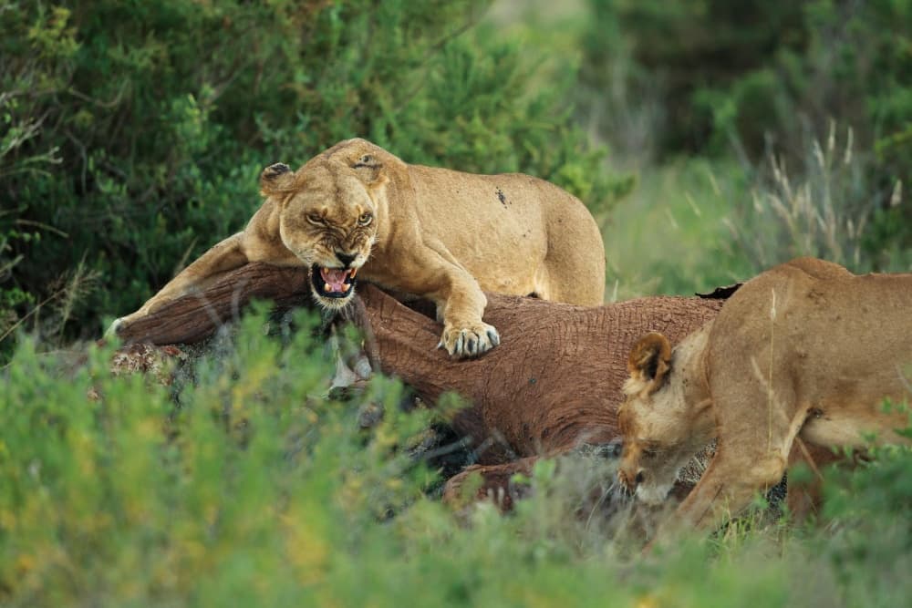 Snarling Lioness Protects Kill by Massimo Mei — canvas wall art