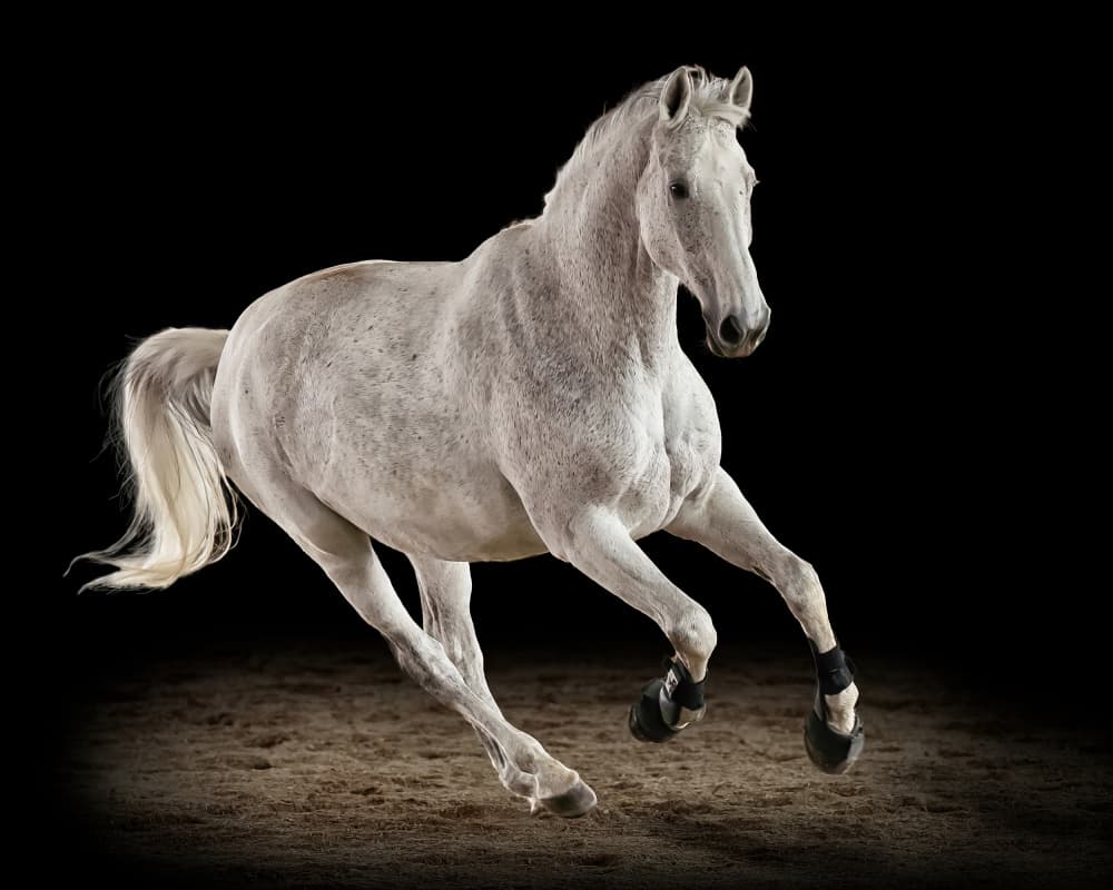 Galloping White Horse by Ulrike Leinemann — canvas wall art