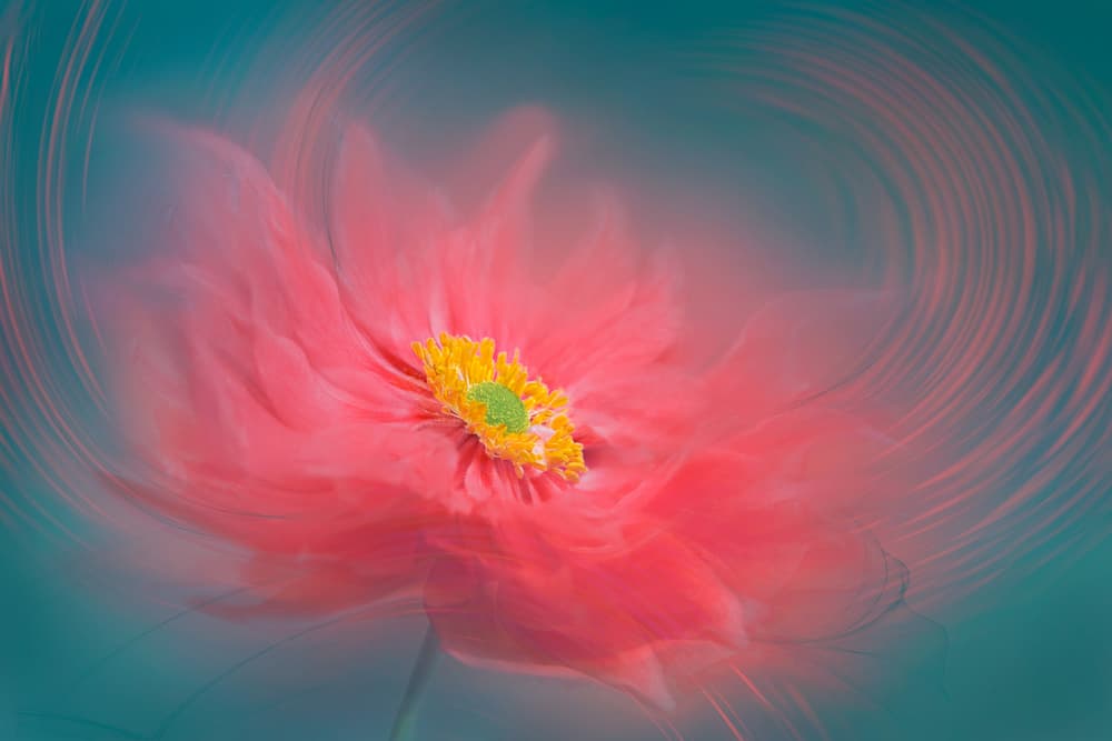 Dreamy Coral Bloom by Lydia Jacobs — canvas wall art