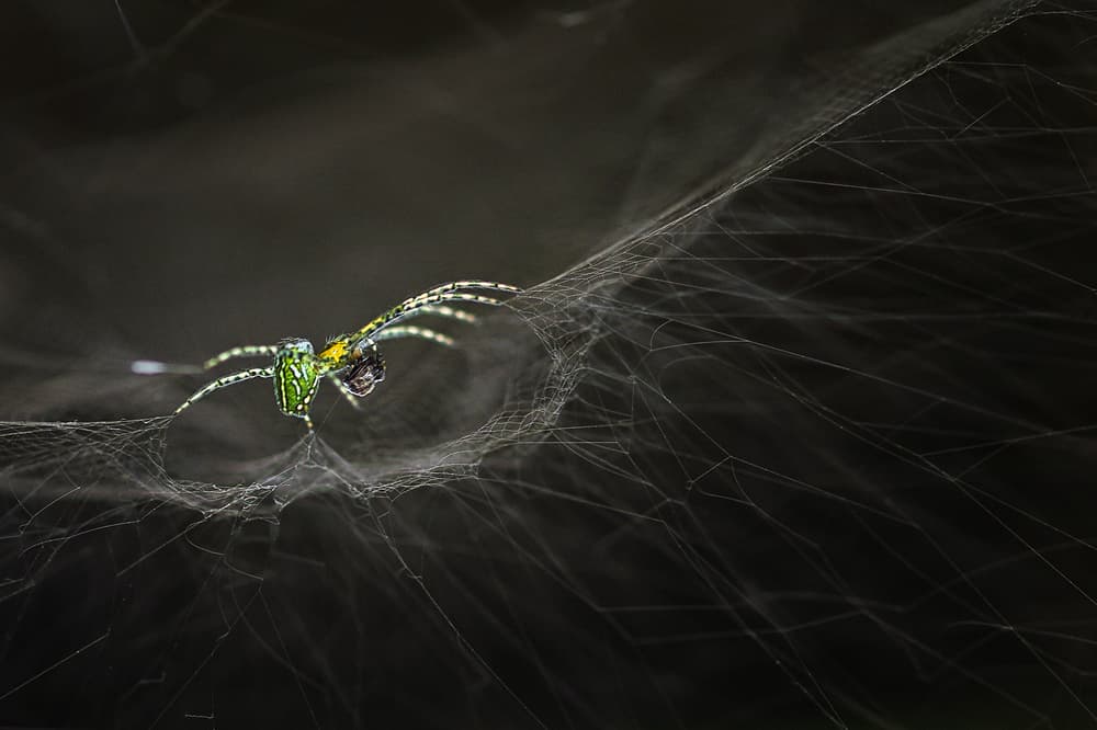 Green Spider Intricate Web by Edy Pamungkas — canvas wall art