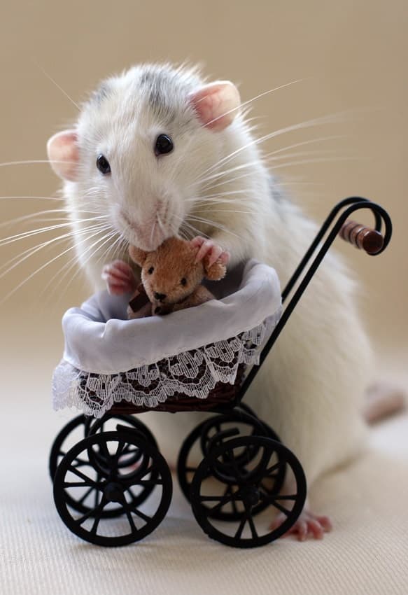 Cute Rat Baby Carriage by Ellen van Deelen — canvas wall art