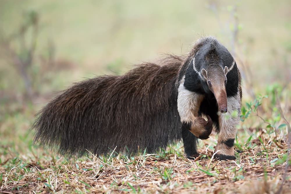 Giant Anteater Walking by Marco Pozzi — canvas wall art