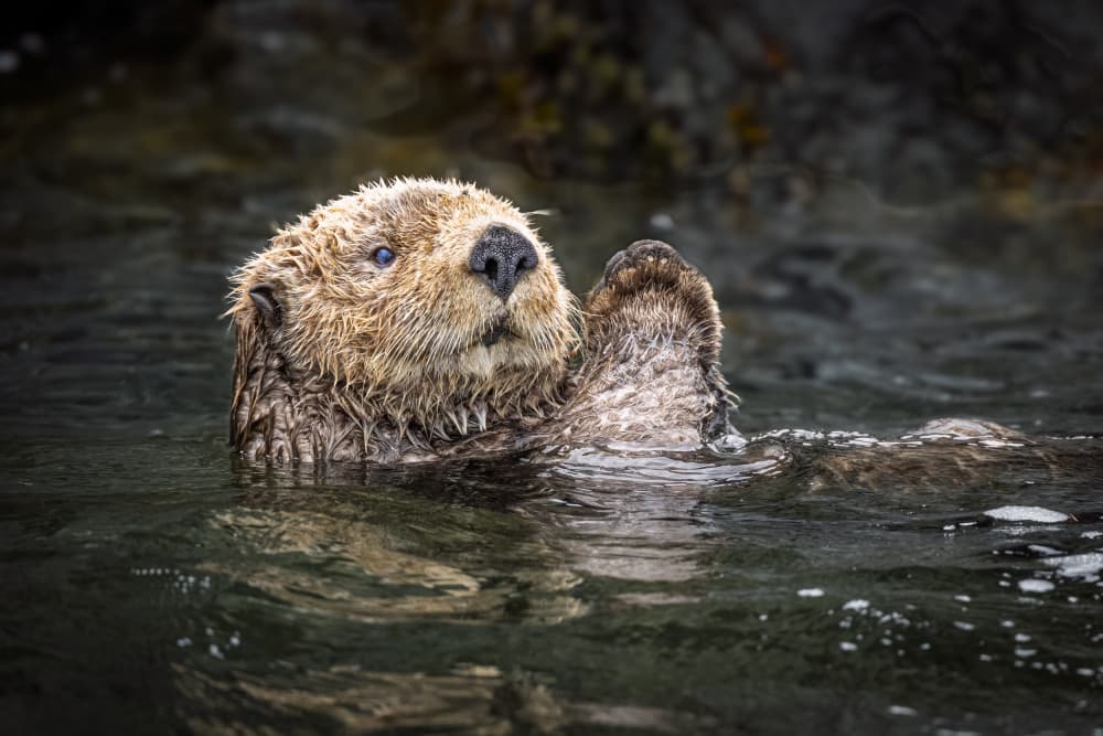 Serene Sea Otter by Jeffrey C. Sink — canvas wall art