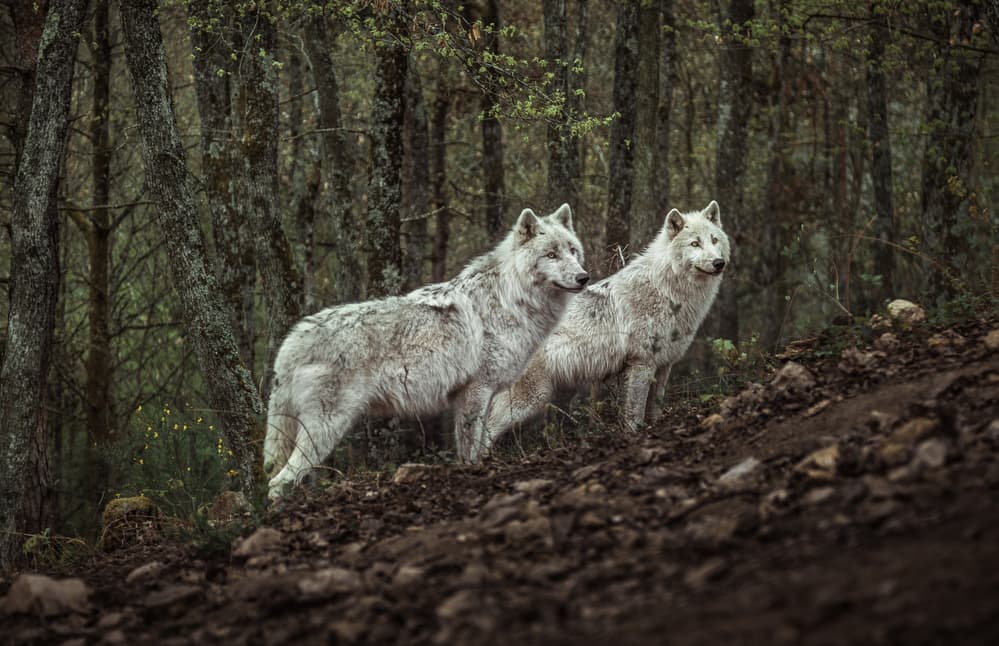 Wild Forest Wolves by Ronan Siri — canvas wall art