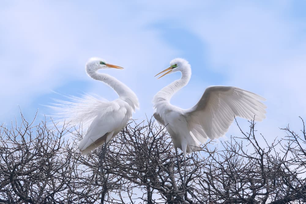 Graceful Egret Pair by Qing Zhao — canvas wall art