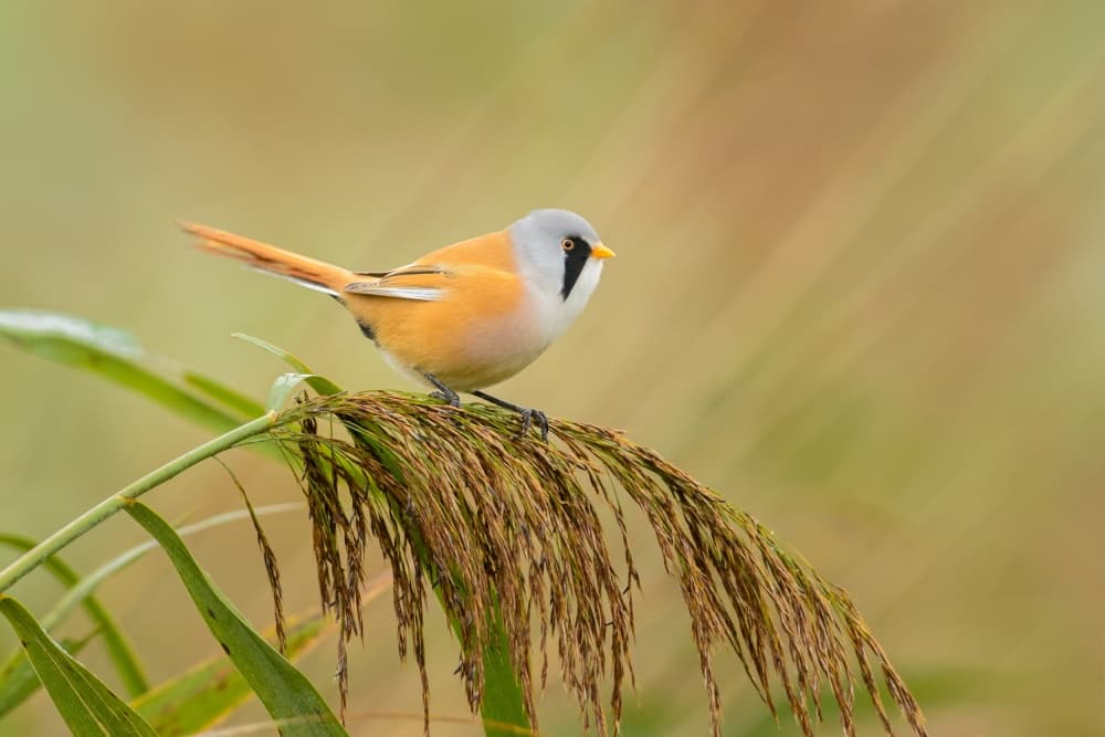 Bearded Reedling on Reed by Richard Guijt — canvas wall art