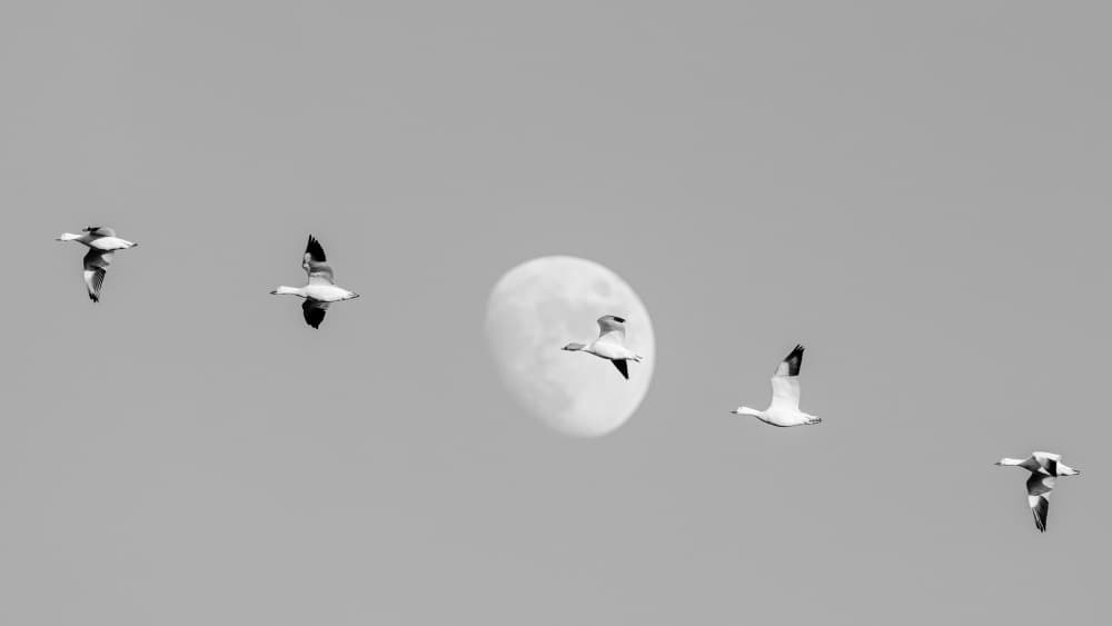Birds Fly Past Moon by Wyn Lewis-Bevan — canvas wall art
