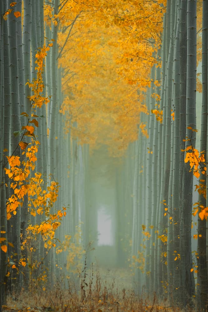 Golden Forest Path by Lydia Jacobs — canvas wall art