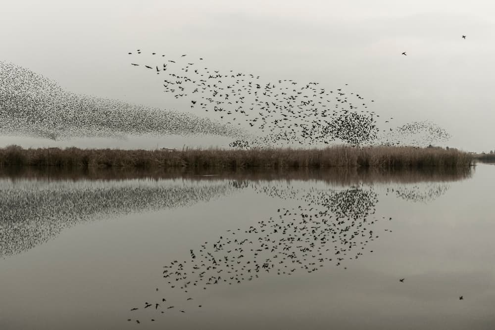 Starling Murmuration Reflection by Joaquin Forner Rodriguez — canvas wall art
