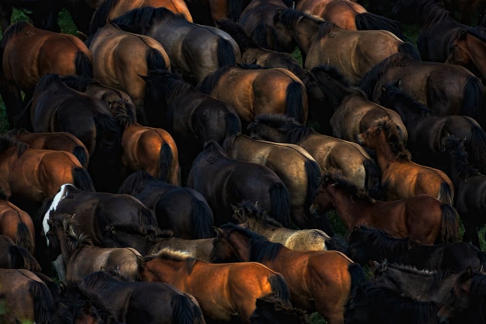 Textured Horse Herd by Konrad Szuszkiewicz — canvas wall art
